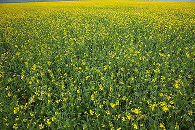 Steam Deck限量版外壳开裂 客服应对方案不够一致